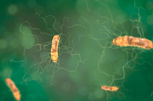 Menace to Your Gut Flora: Understanding C.Diff and How it Affects Your Microbiome