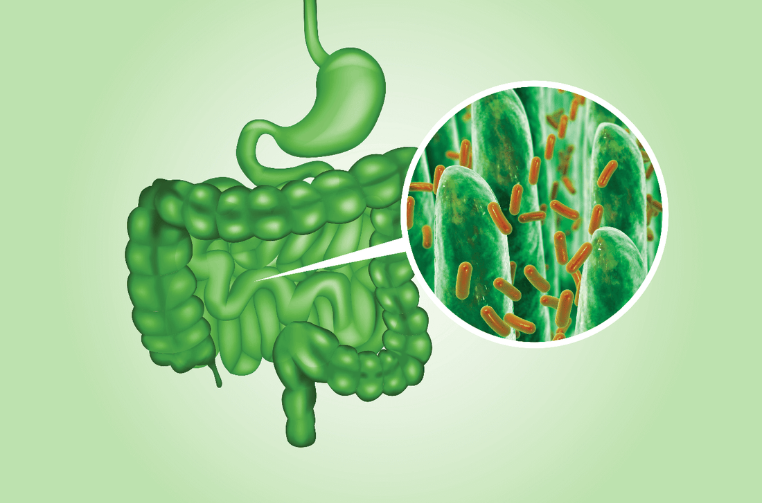 Leaky Gut: Understanding Intestinal Permeability and the Connection to Disease