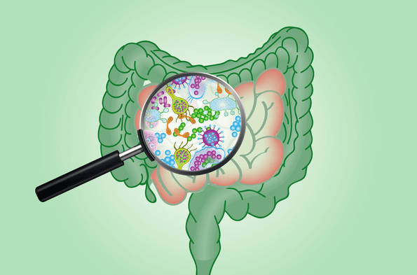 SIBO Diagnosed? Now What.