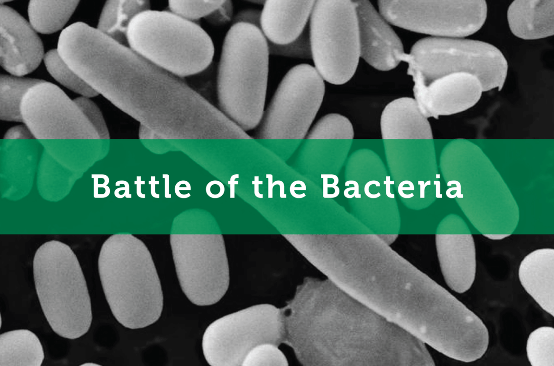 How the Bacteria in your Gut Compete for Survival