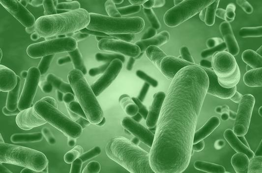 Probiotics 101: What are Human Origin Strains?