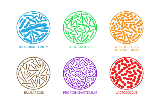The Best Probiotic Strains and Their Benefits