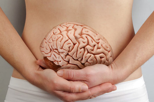 fake brain held at the level of the stomach